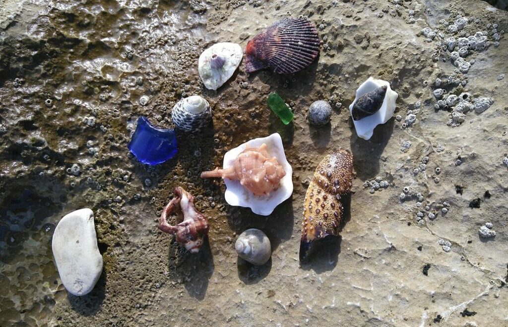 verschiedene Muscheln und Strandgut